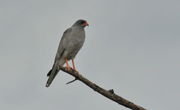 Pale chanting goshawk [Melierax canorus]