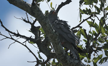 Dark chanting goshawk [Melierax metabates mechowi]