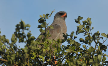 Dark chanting goshawk [Melierax metabates metabates]