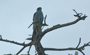 Eastern chanting goshawk [Melierax poliopterus]