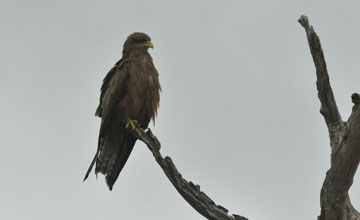 Yellow-billed kite [Milvus aegyptius parasitus]