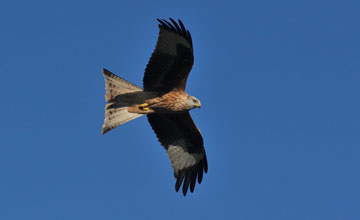 Red kite [Milvus milvus]