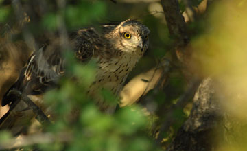 Changeable hawk-eagle [Nisaetus cirrhatus ceylanensis]