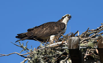 Osprey [Pandion haliaetus carolinensis]