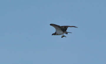 Osprey [Pandion haliaetus haliaetus]