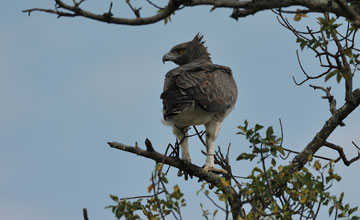 Kampfadler [Polemaetus bellicosus]