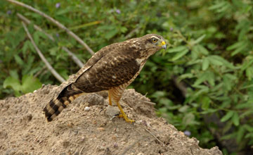 Roadside hawk [Rupornis magnirostris magniplumis]