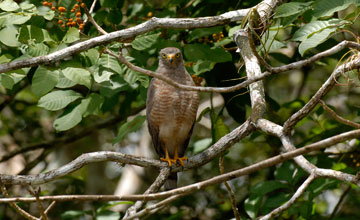 Wegebussard [Rupornis magnirostris petulans]