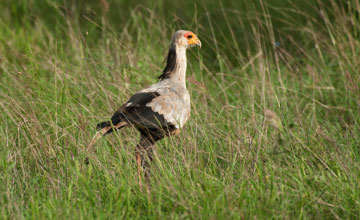 Secretarybird [Sagittarius serpentarius]