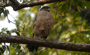 Schlangenweihe [Spilornis cheela melanotis]