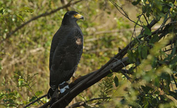 Schlangenweihe [Spilornis cheela spilogaster]