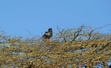 Bateleur [Terathopius ecaudatus]