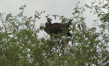 Wollkopfgeier [Trigonoceps occipitalis]