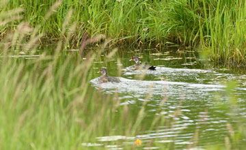 Wood duck [Aix sponsa]