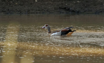 Egyptian goose [Alopochen aegyptiaca]