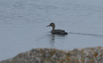 Northern pintail [Anas acuta]