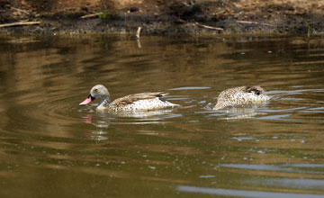 Cape teal [Anas capensis]