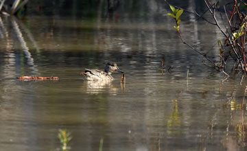 Green-winged teal [Anas carolinensis]