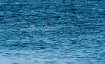 Northern shoveler [Anas clypeata]