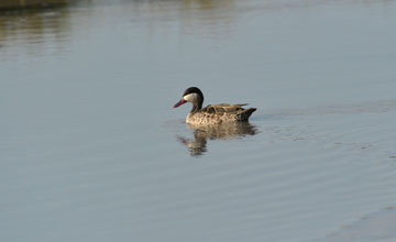 Red-billed teal [Anas erythrorhyncha]