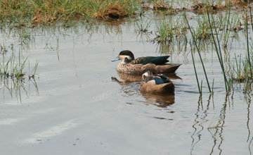 Hottentot teal [Anas hottentota]