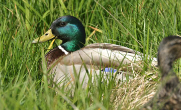 Stockente [Anas platyrhynchos]