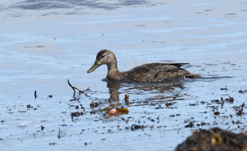 American black duck [Anas rubripes]