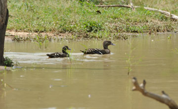 African black duck [Anas sparsa sparsa]