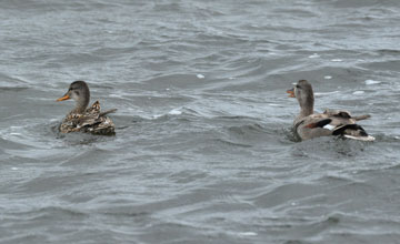 Gadwall [Anas strepera strepera]