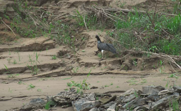 Horned screamer [Anhima cornuta]