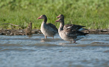 Greylag goose [Anser anser]