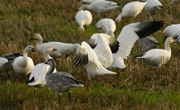 Snow goose [Anser caerulescens caerulescens]