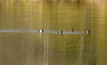 Lesser scaup [Aythya affinis]