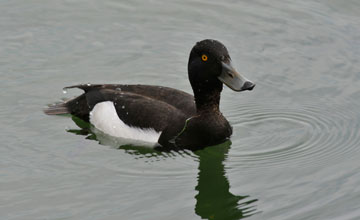 Tufted duck [Aythya fuligula]