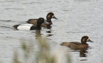 Greater scaup [Aythya marila]