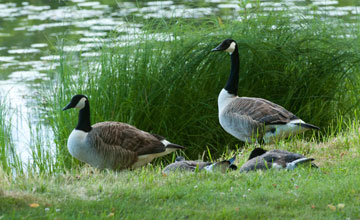 Canada goose [Branta canadensis canadensis]