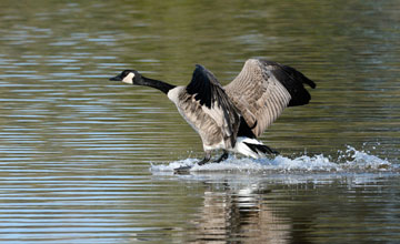 Canada goose [Branta canadensis interior]