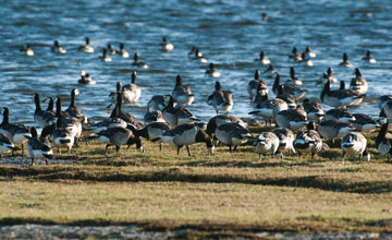 Weisswangengans [Branta leucopsis]