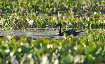 Moschusente [Cairina moschata]