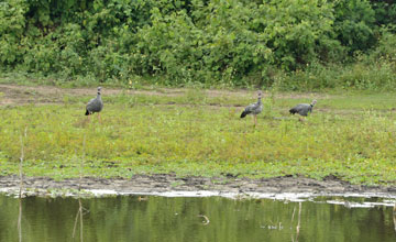 Southern screamer [Chauna torquata]