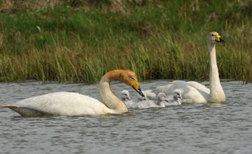 Whooper swan [Cygnus cygnus]