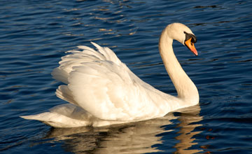 Höckerschwan [Cygnus olor]