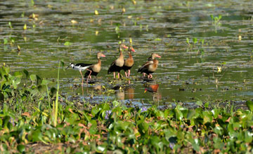 Black-bellied whistling duck [Dendrocygna autumnalis]