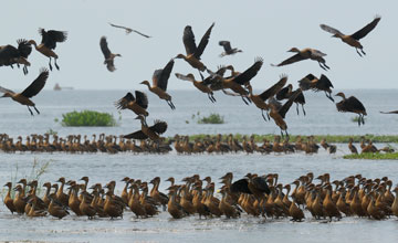 Fulvous whistling duck [Dendrocygna bicolor]