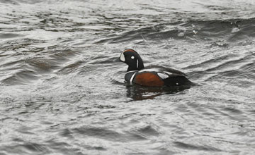 Harlequin duck [Histrionicus histrionicus]