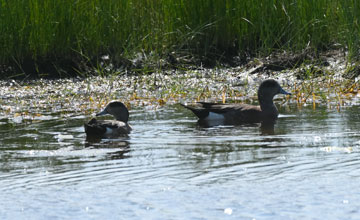 American wigeon [Mareca americana]