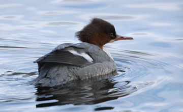 Gänsesäger [Mergus merganser merganser]