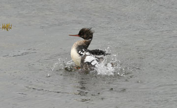 Red-breasted merganser [Mergus serrator]