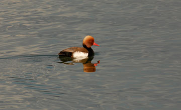 Red-crested pochard [Netta rufina]