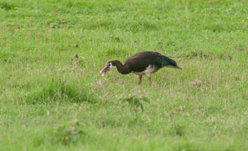 Spur-winged goose [Plectropterus gambensis gambensis]